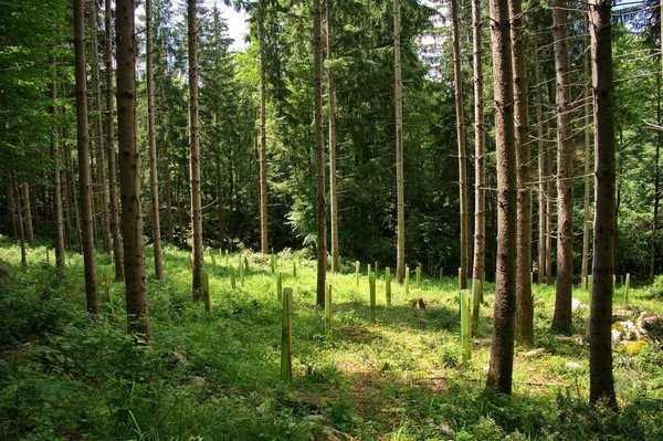 Comment développer des initiatives de reforestation participative pour lutter contre la déforestation en zone tropicale ?