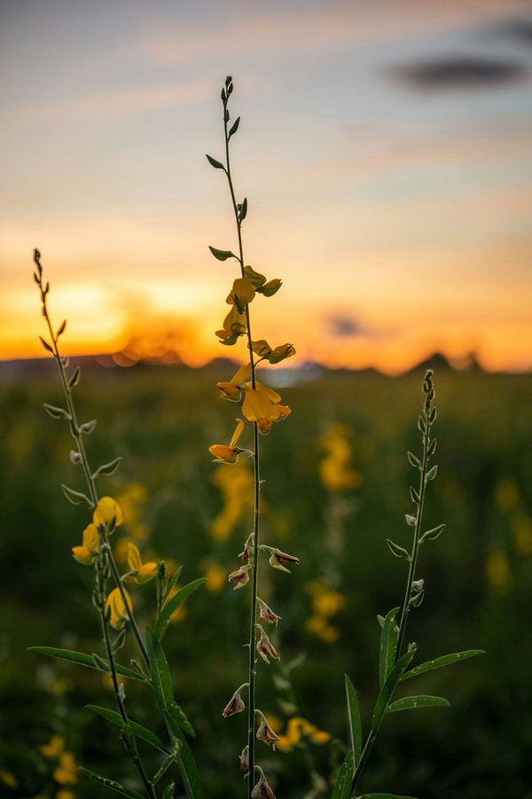 Top 5 variétés de fleurs de chanvre indoor à découvrir